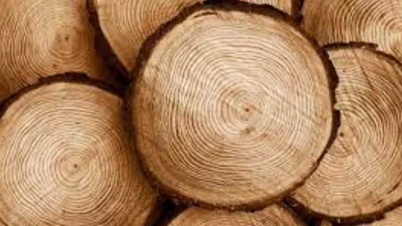 طراحی سازه های چوبی ام دی اف چوبکده قهرمان در گناباد