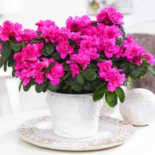 گل و گیاه زینتی