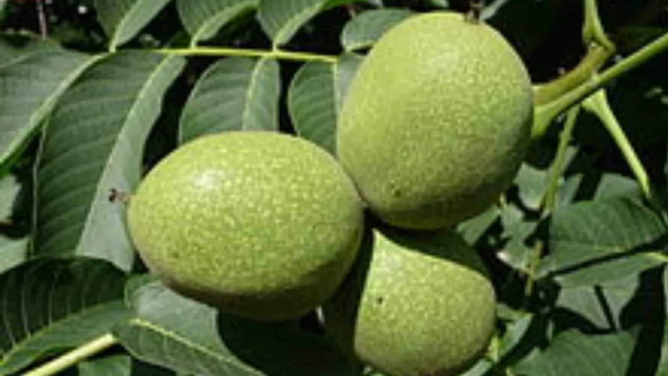 نهالستان گردو به چه معناست؟