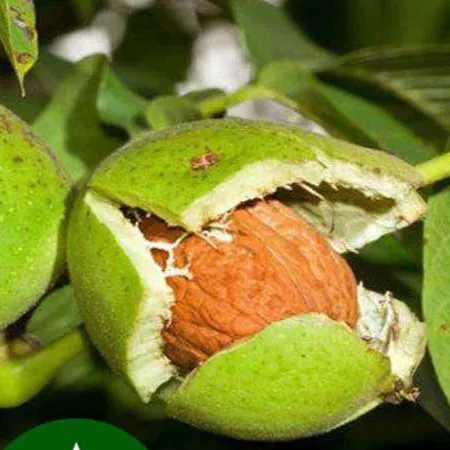 نهال گردو