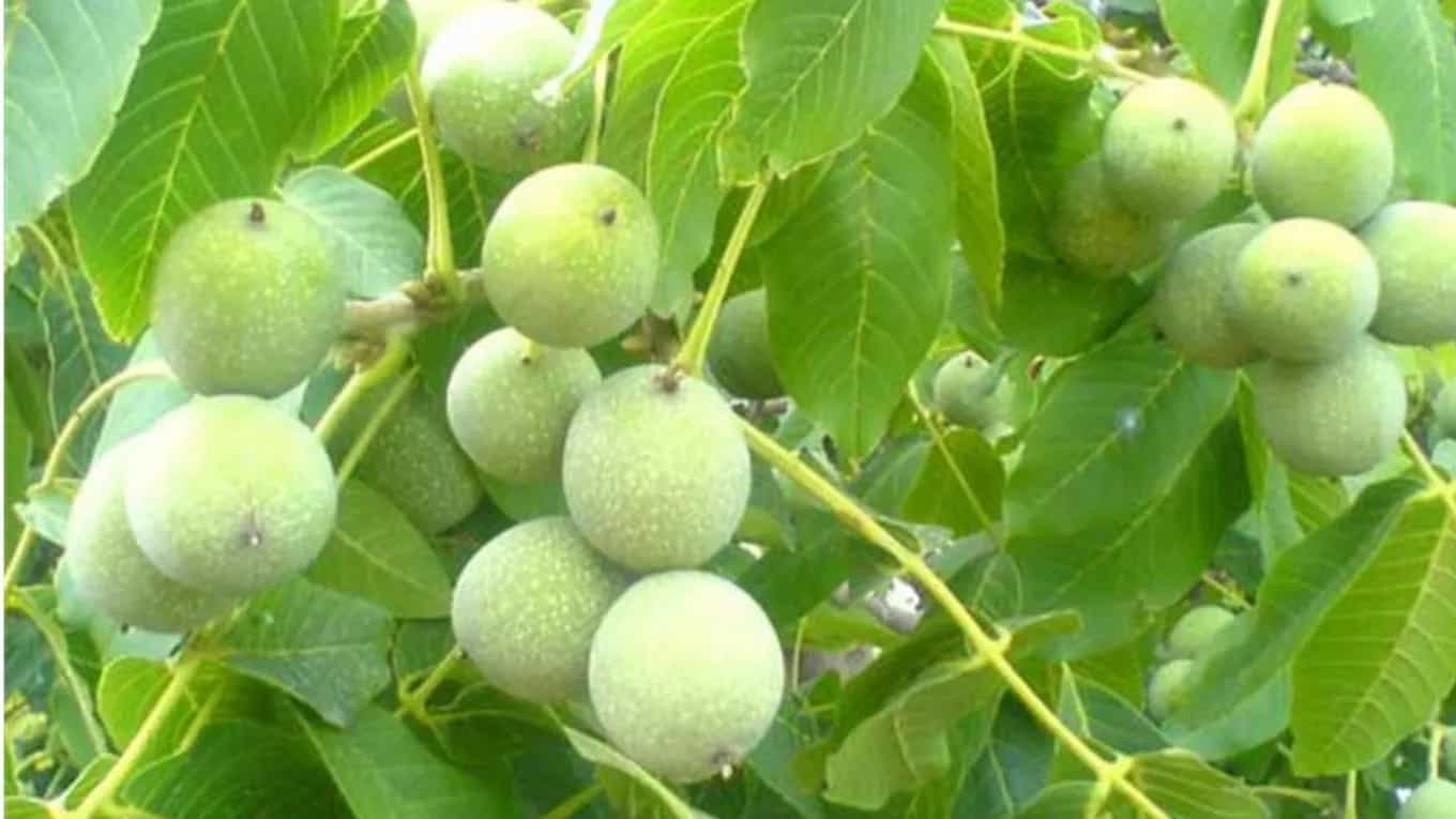 آموزش کاشت نهال گردو