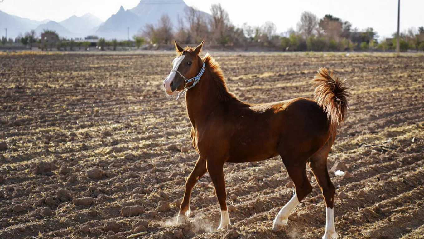 مجموعه پرورش اسب پندار در سیرجان
