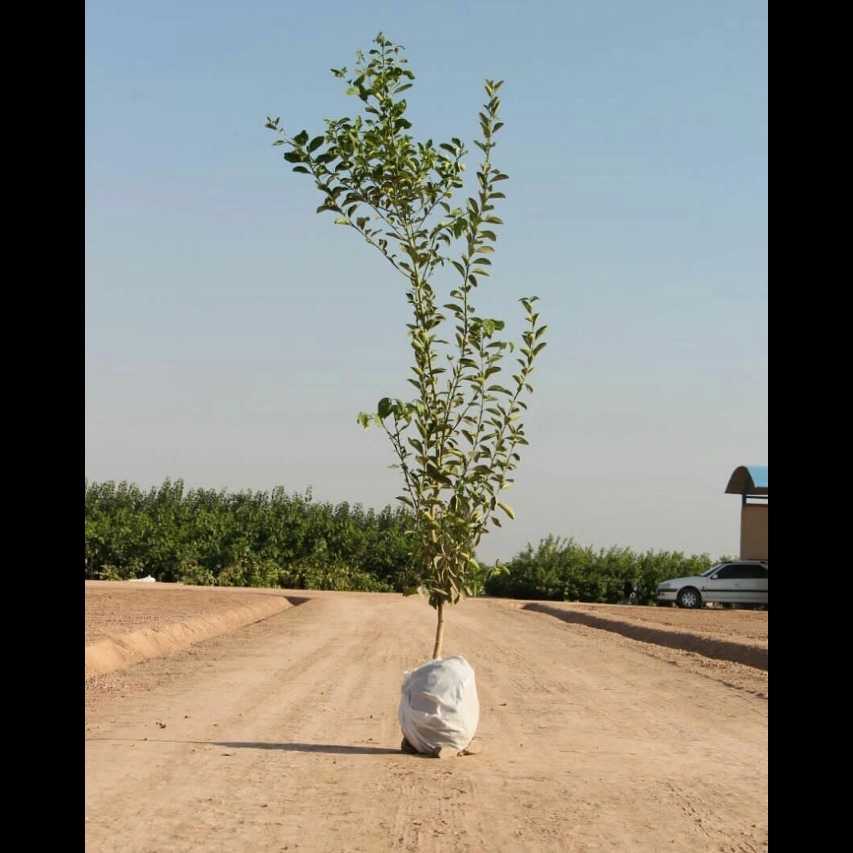 نهال های زمینی