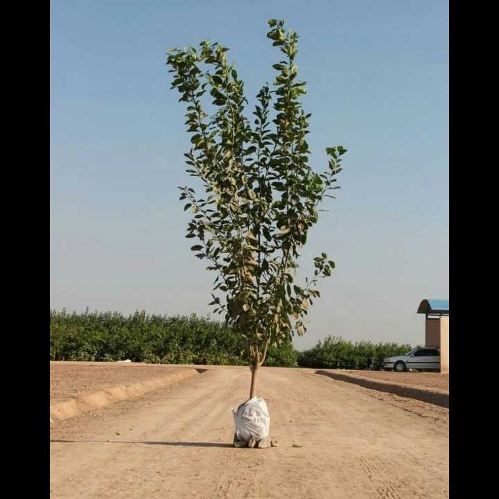 نهال های زمینی