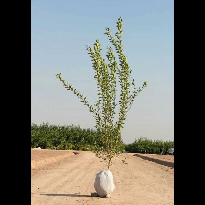 نهال های زمینی