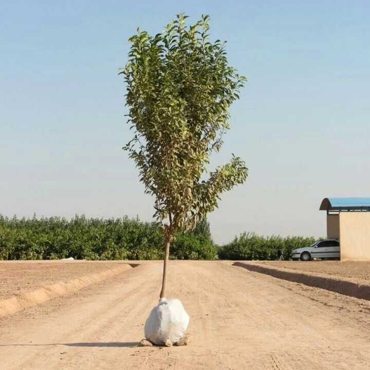 نهال های زمینی