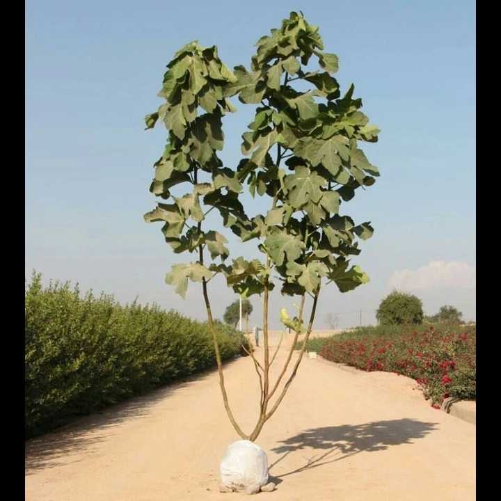 نهال های زمینی