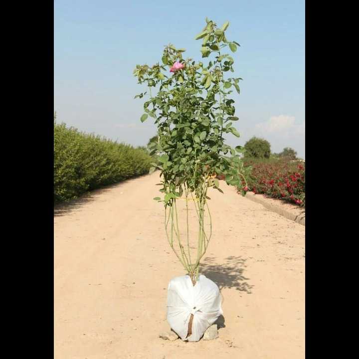 نهال های زمینی