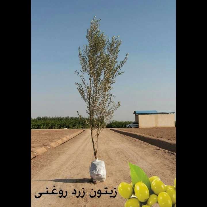 نهال های زمینی