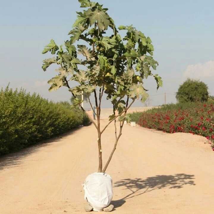 نهال های زمینی