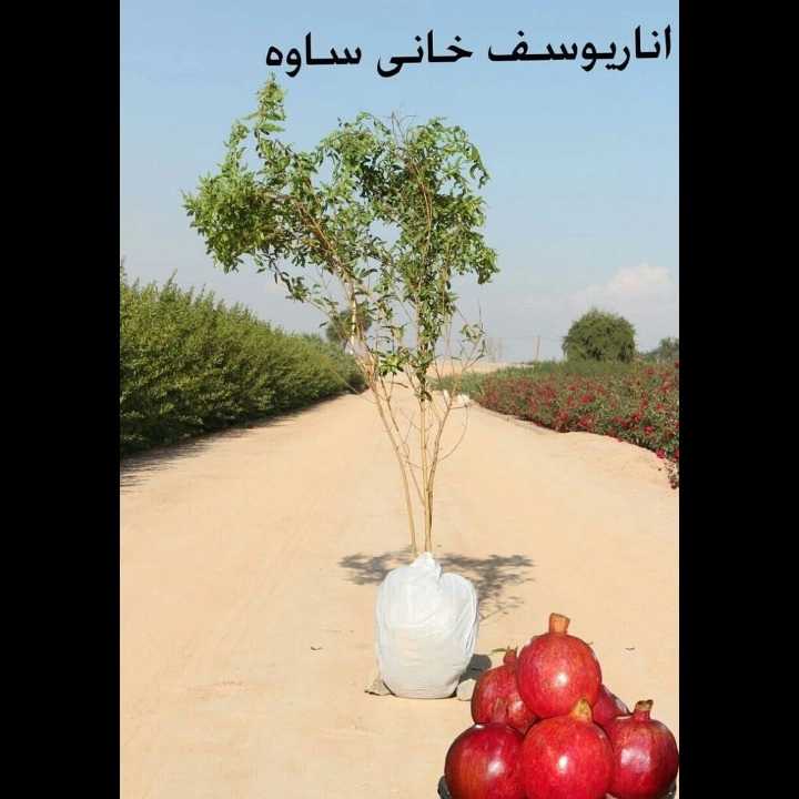 نهال های زمینی
