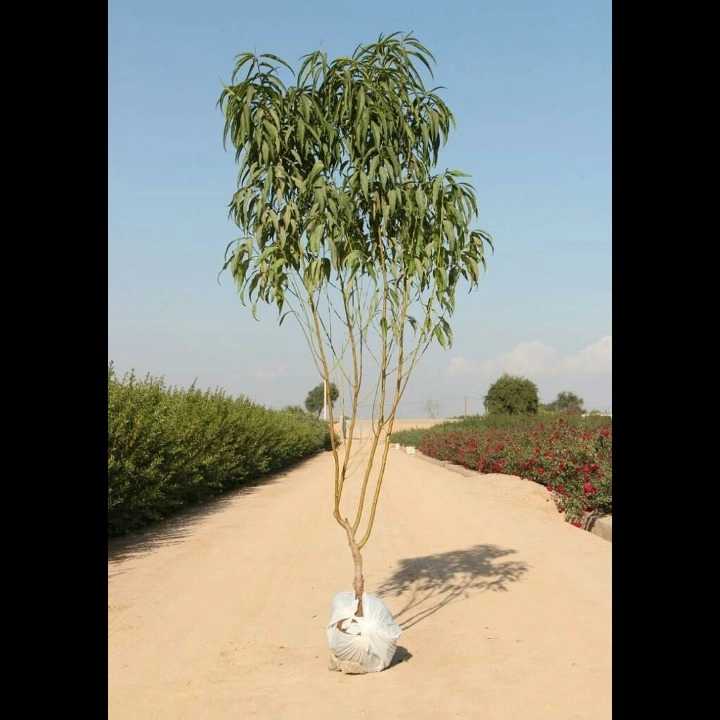 نهال های زمینی