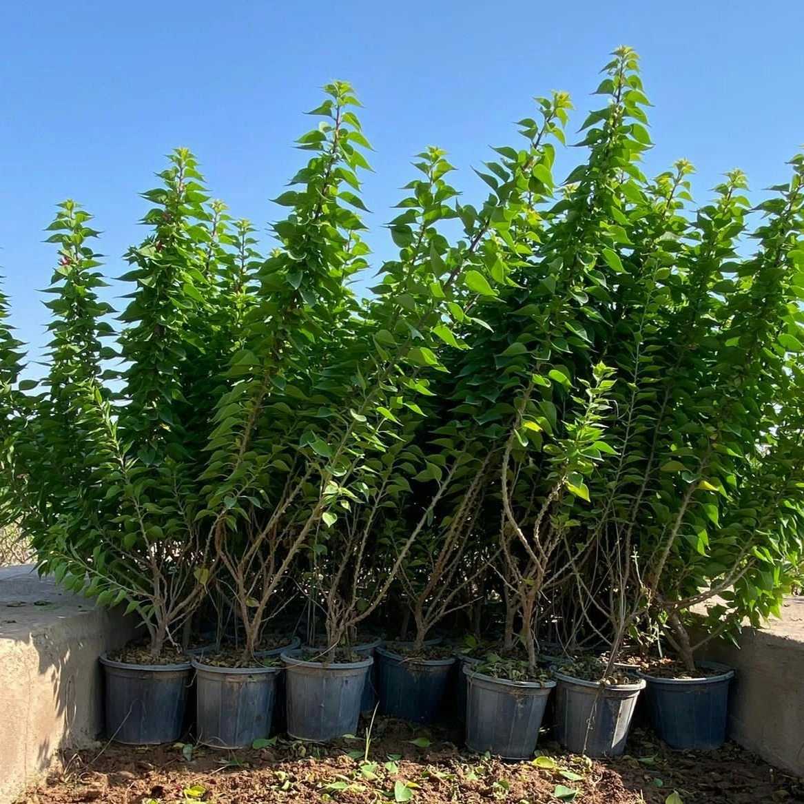نهال های گلدانی