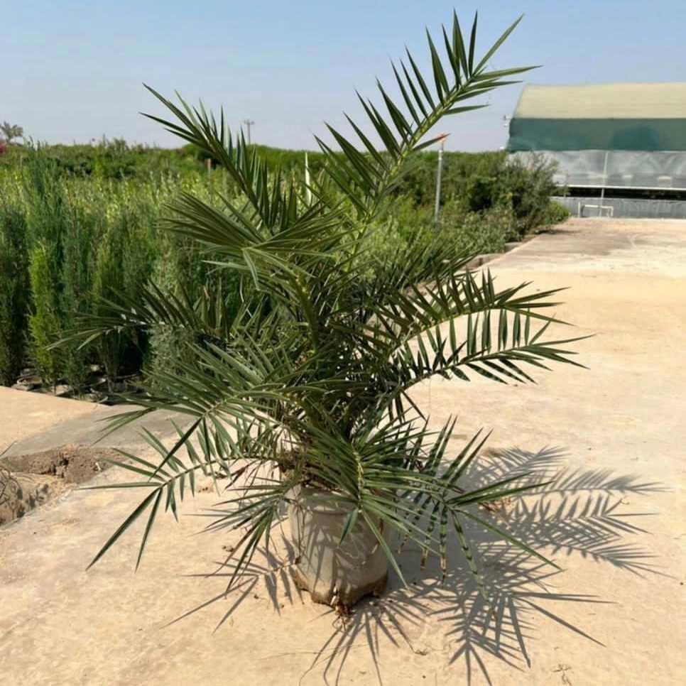 نهال های گلدانی