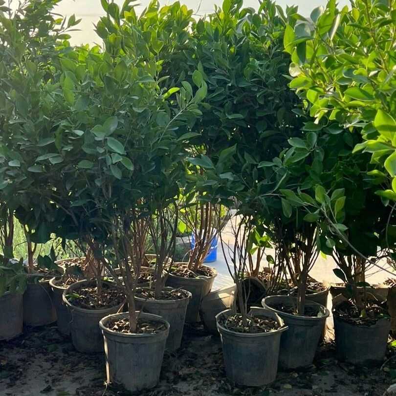 نهال های گلدانی
