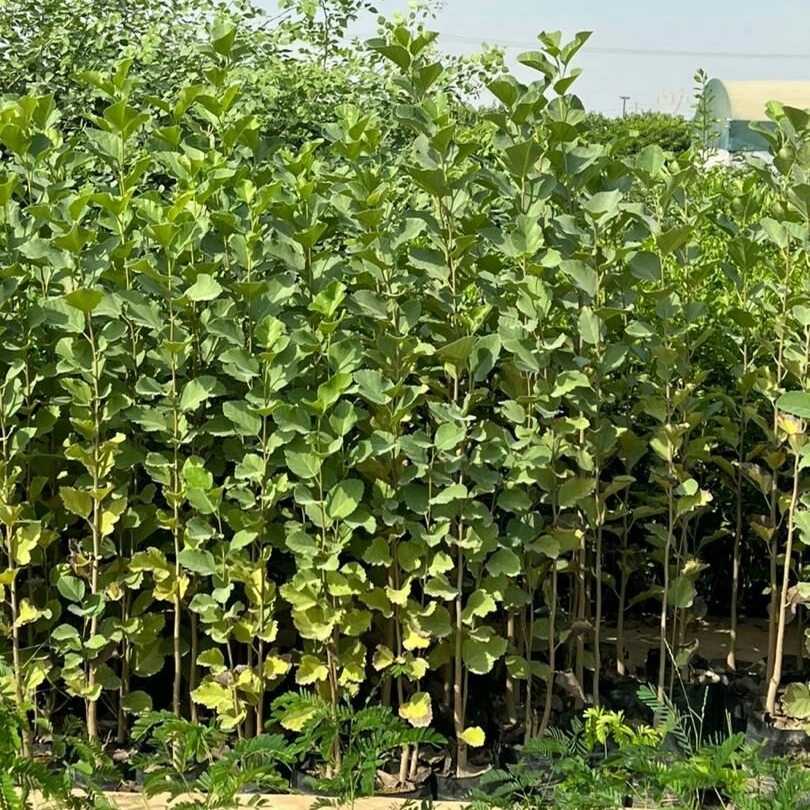 نهال های گلدانی