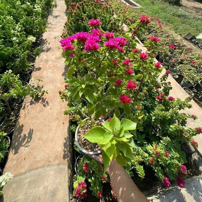 نهال های گلدانی