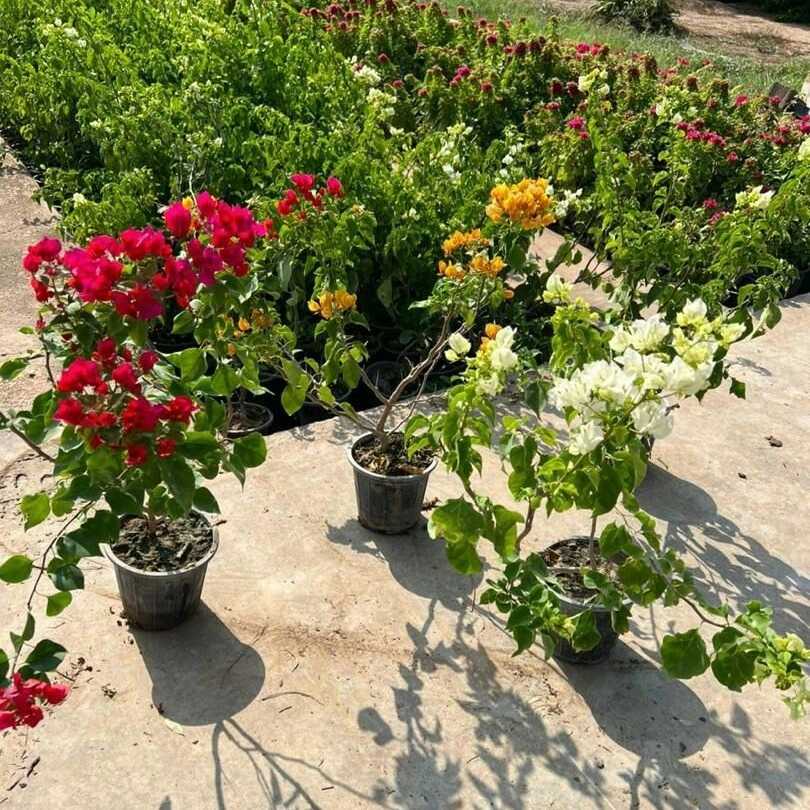 نهال های گلدانی