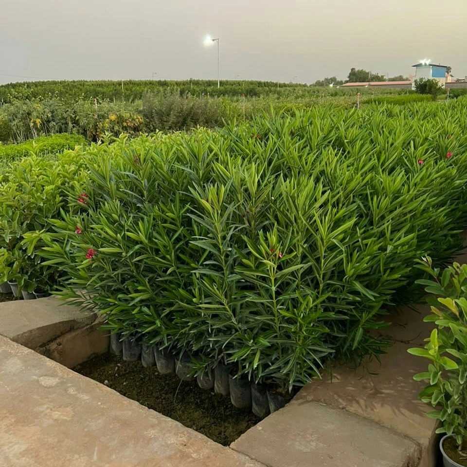 نهال های گلدانی