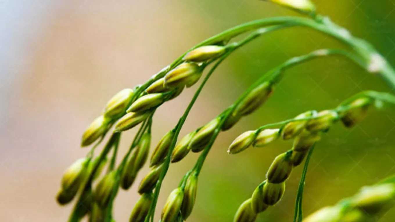 بهترین زمان برای کوددهی برنج