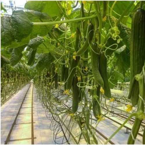 میوه