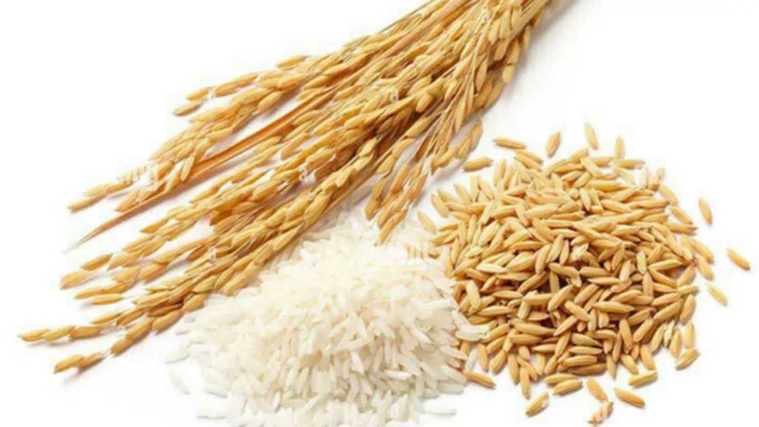 مراحل تبدیل شالی به برنج (نحوه عملکرد دستگاه شالیکوبی)