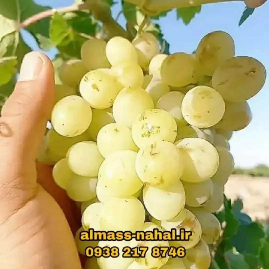 نهالستان الماس نهال در میاندوآب