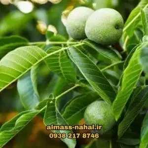 نهالستان الماس نهال در میاندوآب