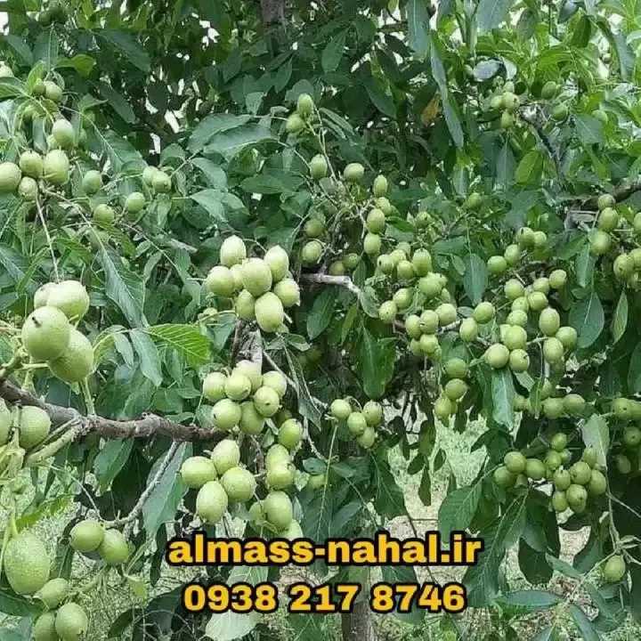 نهالستان الماس نهال در میاندوآب