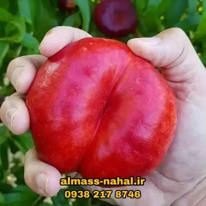 نهالستان الماس نهال در میاندوآب