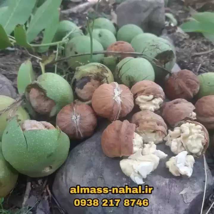نهالستان الماس نهال در میاندوآب