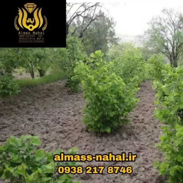 نهالستان الماس نهال در میاندوآب
