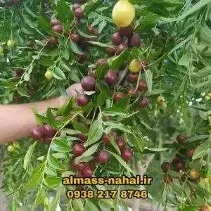 نهالستان الماس نهال در میاندوآب