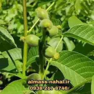 نهالستان الماس نهال در میاندوآب