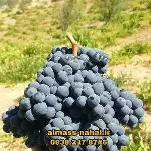 نهالستان الماس نهال در میاندوآب