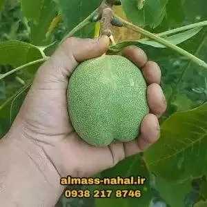 نهالستان الماس نهال در میاندوآب