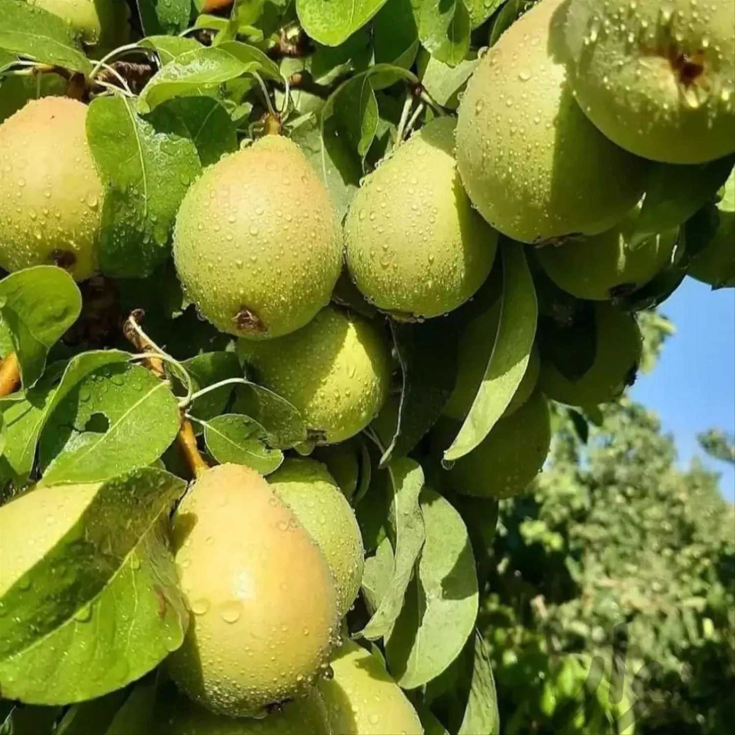 نهالستان الماس نهال در میاندوآب