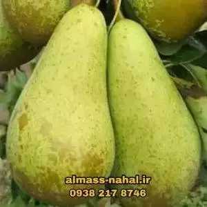 نهالستان الماس نهال در میاندوآب