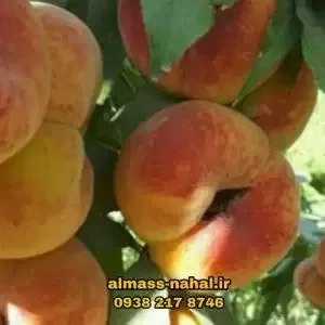 نهالستان الماس نهال در میاندوآب