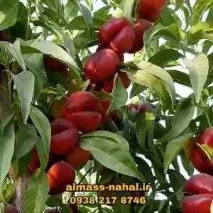 نهالستان الماس نهال در میاندوآب