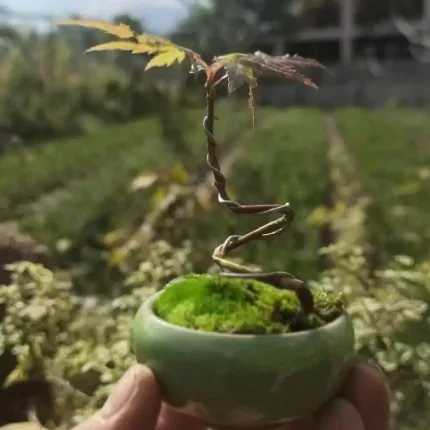 تولید و مشاوره و فروش انواع بونسای زندی در مازندران