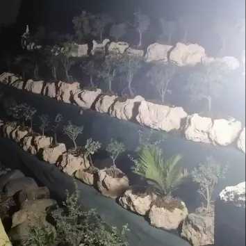 تولید و مشاوره و فروش انواع بونسای زندی در مازندران