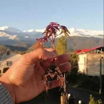 تولید و مشاوره و فروش انواع بونسای زندی در مازندران