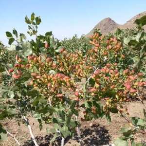 نهالستان حیدران