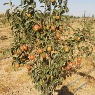 نهالستان حیدران