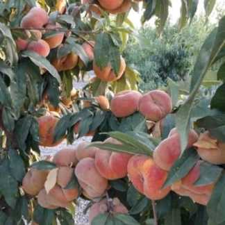 نهالستان حیدران