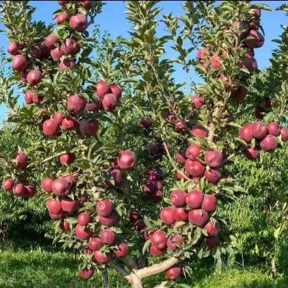نهالستان حیدران