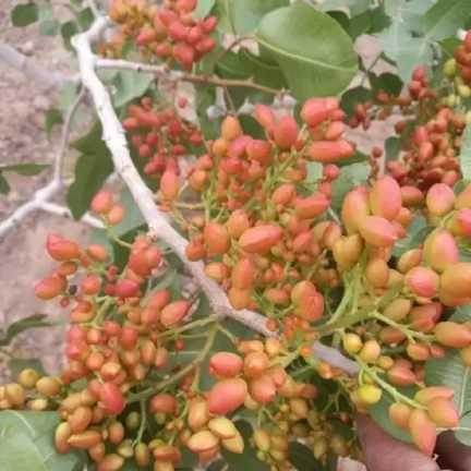 نهالستان حیدران