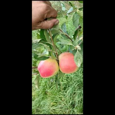 نهالستان حیدران
