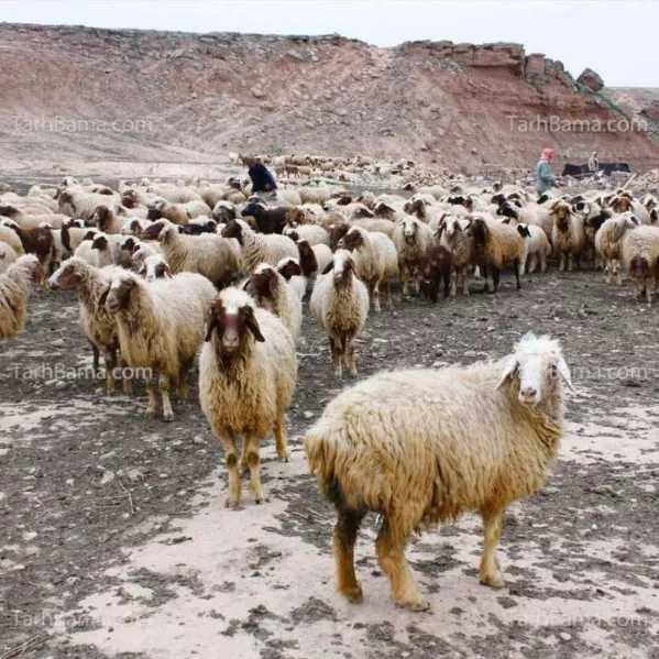 مزرعه باروس